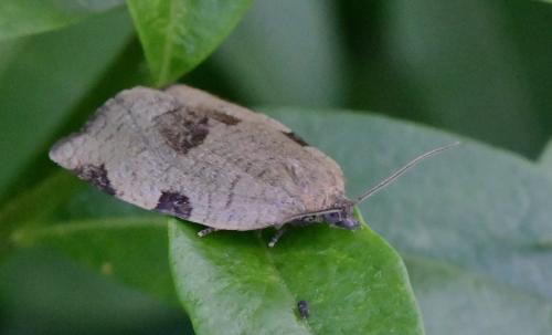 Réf. 344 035 : Lozotaenia forsterana